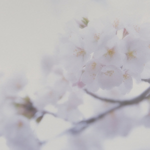 三亚三黄三色AAAA毛片
